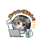 メインクーンの子猫みくちゃんスタンプ（個別スタンプ：30）