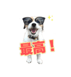 ピコラの毎日 No.5（個別スタンプ：3）