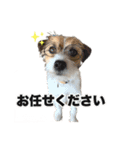 ピコラの毎日 No.5（個別スタンプ：11）