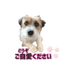 ピコラの毎日 No.5（個別スタンプ：15）