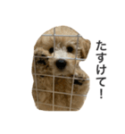 やまと 1（個別スタンプ：4）