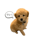 やまと 1（個別スタンプ：8）
