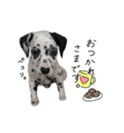 はーとのおはなのベルちゃん（個別スタンプ：16）