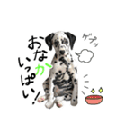 はーとのおはなのベルちゃん（個別スタンプ：19）