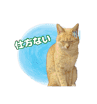 K家のこどもたち（個別スタンプ：22）