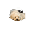 痩せてる愛犬家こうき（個別スタンプ：2）