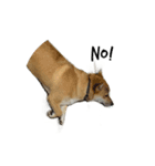 痩せてる愛犬家こうき（個別スタンプ：3）
