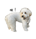 痩せてる愛犬家こうき（個別スタンプ：4）