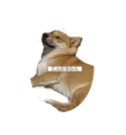 痩せてる愛犬家こうき（個別スタンプ：5）