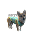 痩せてる愛犬家こうき（個別スタンプ：6）