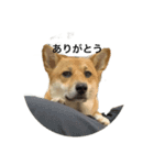 痩せてる愛犬家こうき（個別スタンプ：7）