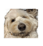 痩せてる愛犬家こうき（個別スタンプ：8）