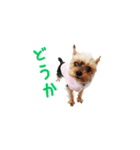 ヨーキーのメル 第1弾（個別スタンプ：2）