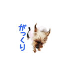 ヨーキーのメル 第1弾（個別スタンプ：4）