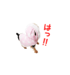 ヨーキーのメル 第1弾（個別スタンプ：7）