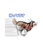 シベリアンハスキー エレン（個別スタンプ：1）