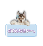 シベリアンハスキー エレン（個別スタンプ：4）