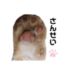 きよしろう坊っちゃん。（個別スタンプ：3）