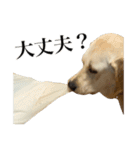 えぞのしか（個別スタンプ：12）