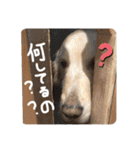 KIDくんスタンプ！（個別スタンプ：17）