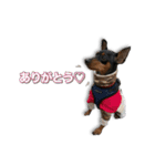 ミニピンKomugi（個別スタンプ：16）