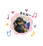 ★ミニチュアダックスのSunny★（個別スタンプ：6）