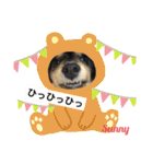 ★ミニチュアダックスのSunny★（個別スタンプ：16）