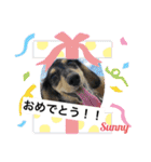 ★ミニチュアダックスのSunny★（個別スタンプ：18）