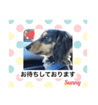 ★ミニチュアダックスのSunny★（個別スタンプ：20）