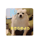 ゆーたとふーたの日常3（個別スタンプ：11）