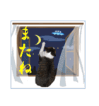 白キジ猫たま兄さんの毎日使えるスタンプ2（個別スタンプ：30）