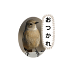 ジョウビタキスタンプ（個別スタンプ：1）