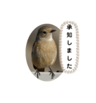 ジョウビタキスタンプ（個別スタンプ：2）