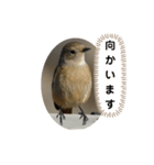 ジョウビタキスタンプ（個別スタンプ：4）