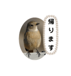 ジョウビタキスタンプ（個別スタンプ：5）