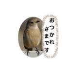 ジョウビタキスタンプ（個別スタンプ：7）