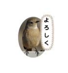 ジョウビタキスタンプ（個別スタンプ：10）
