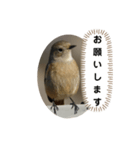 ジョウビタキスタンプ（個別スタンプ：11）