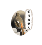 ジョウビタキスタンプ（個別スタンプ：14）