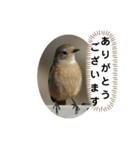 ジョウビタキスタンプ（個別スタンプ：15）