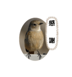 ジョウビタキスタンプ（個別スタンプ：16）