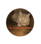 我が家の飼い猫スタンプ 3（個別スタンプ：7）