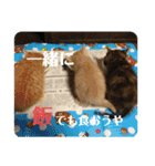 我が家の飼い猫スタンプ 3（個別スタンプ：14）