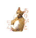 うにすたんぷ(猫)（個別スタンプ：1）