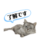 こうさきぃちゃんスタンプ（個別スタンプ：1）