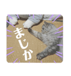 こうさきぃちゃんスタンプ（個別スタンプ：4）