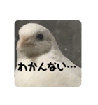 ヒメウズラ感情（個別スタンプ：1）
