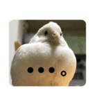 ヒメウズラ感情（個別スタンプ：2）