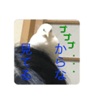 ヒメウズラ感情（個別スタンプ：3）
