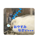 ヒメウズラ感情（個別スタンプ：4）